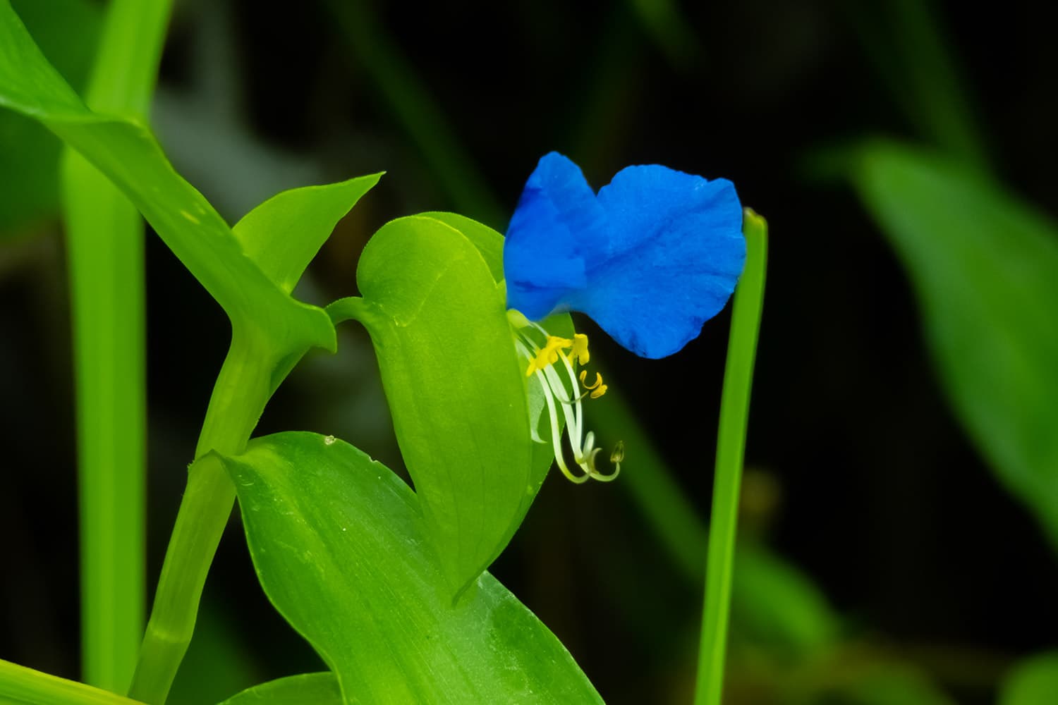 ツユクサ | Commelina communis