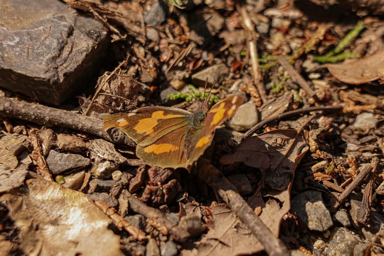 Libythea celtis | テングチョウ