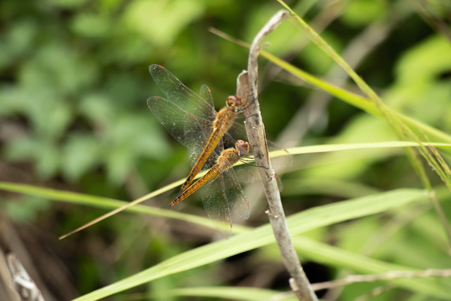 ナツアカネ | Sympetrum darwinianum