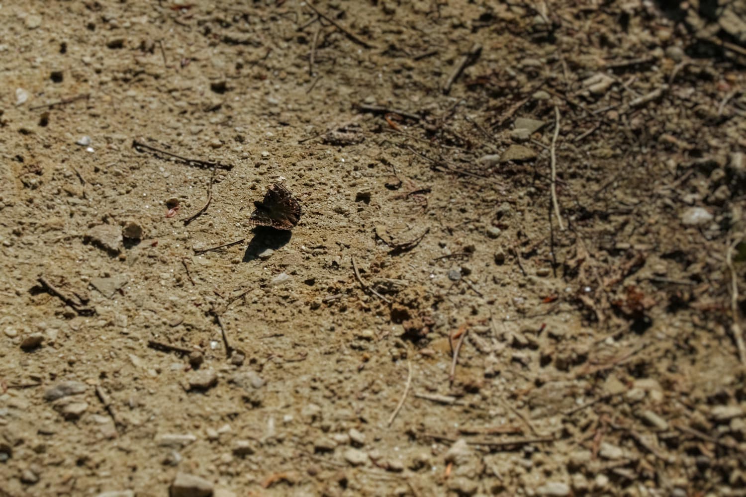 ミヤマセセリ | Erynnis montanus