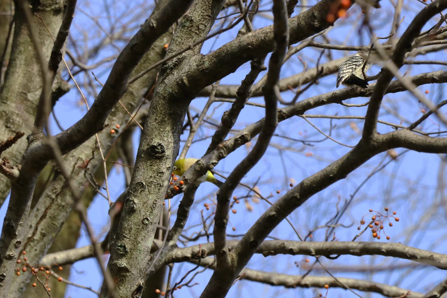 Zosterops japonicus and Japanese Pygmy Woodpecker | メジロ　コゲラ