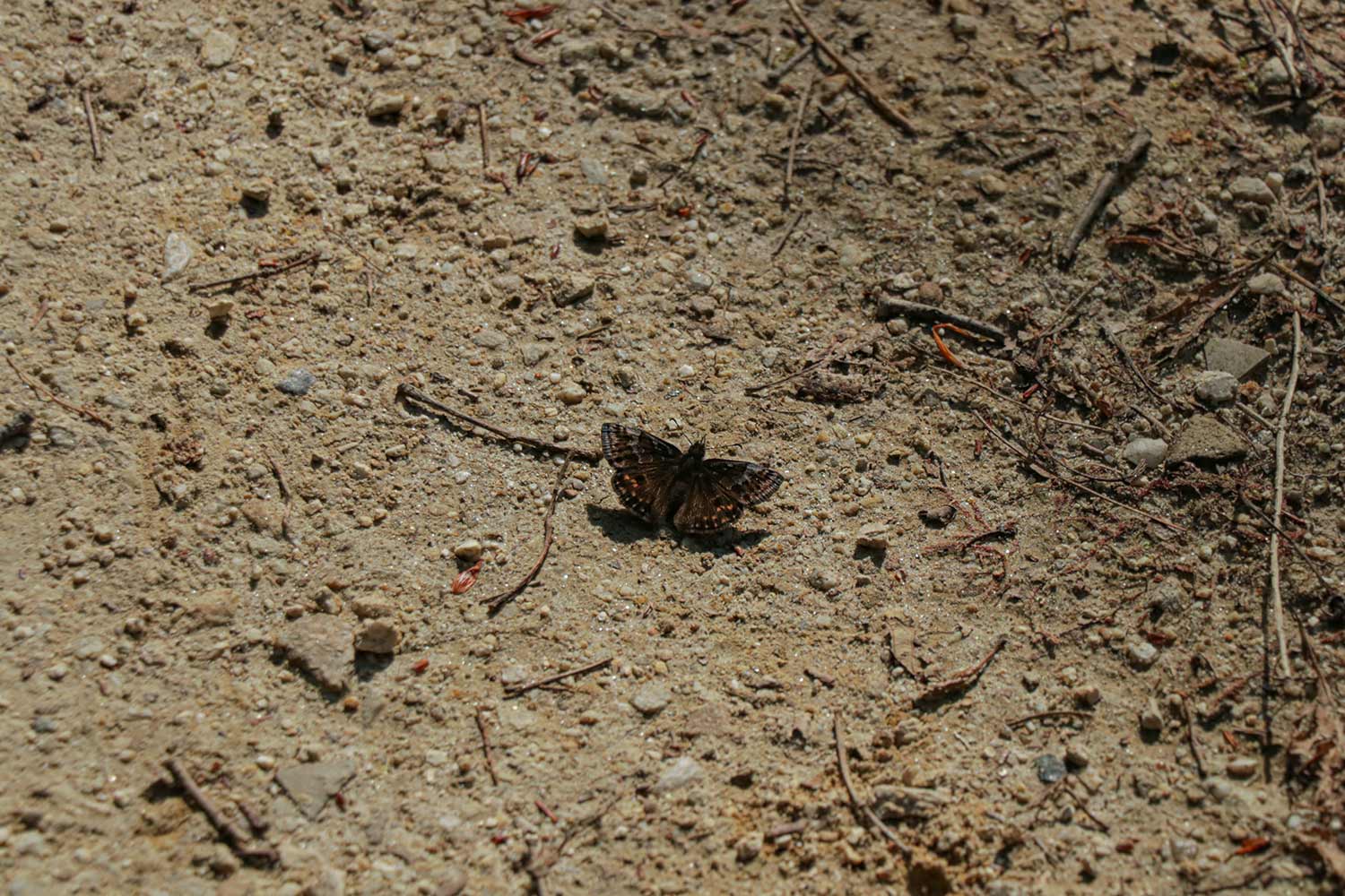 Erynnis montanus | ミヤマセセリ