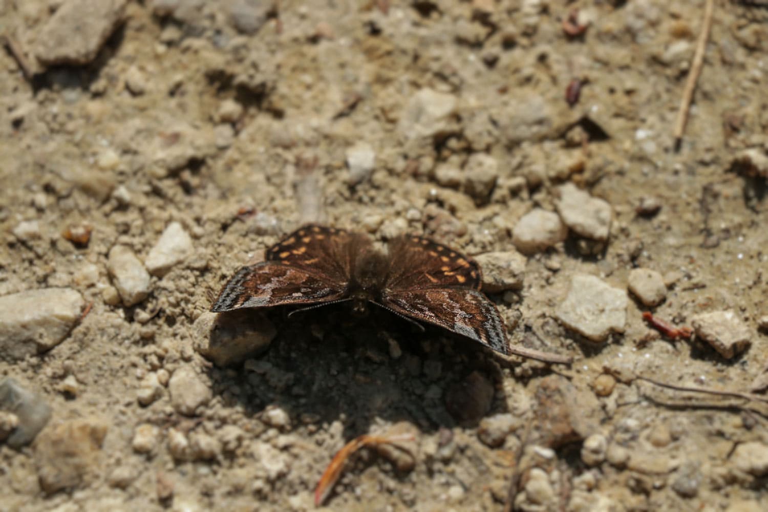 Erynnis montanus | ミヤマセセリ