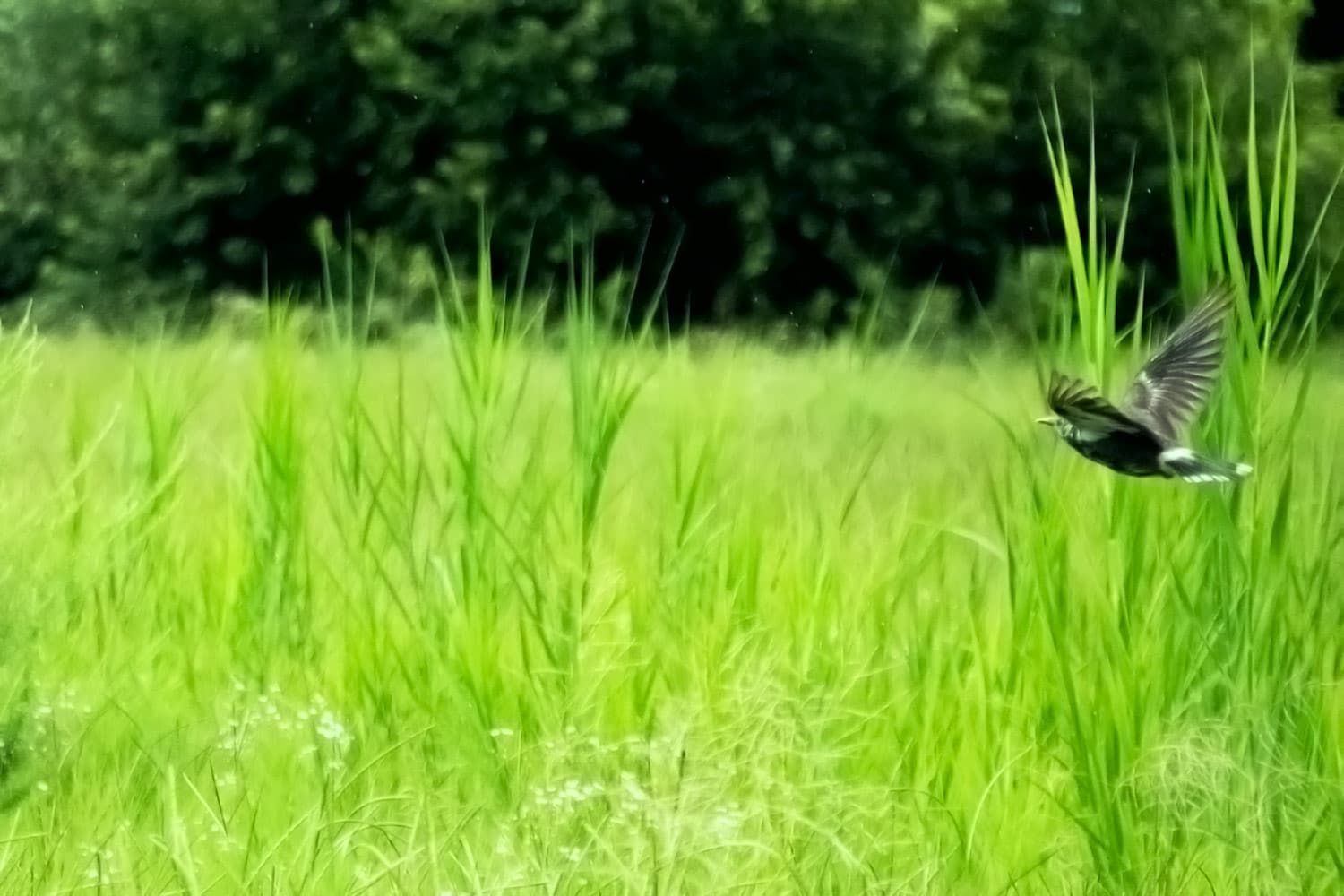 雨粒とムクドリ