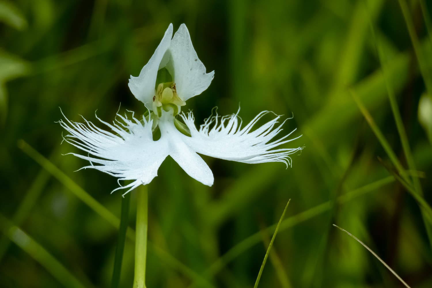 サギソウ | Pecteilis radiata