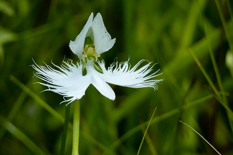 Pecteilis radiata | サギソウ