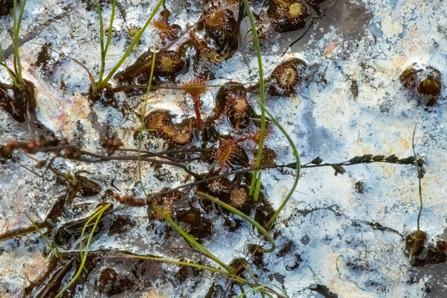 鉄バクテリアの透明薄膜とモウセンゴケ