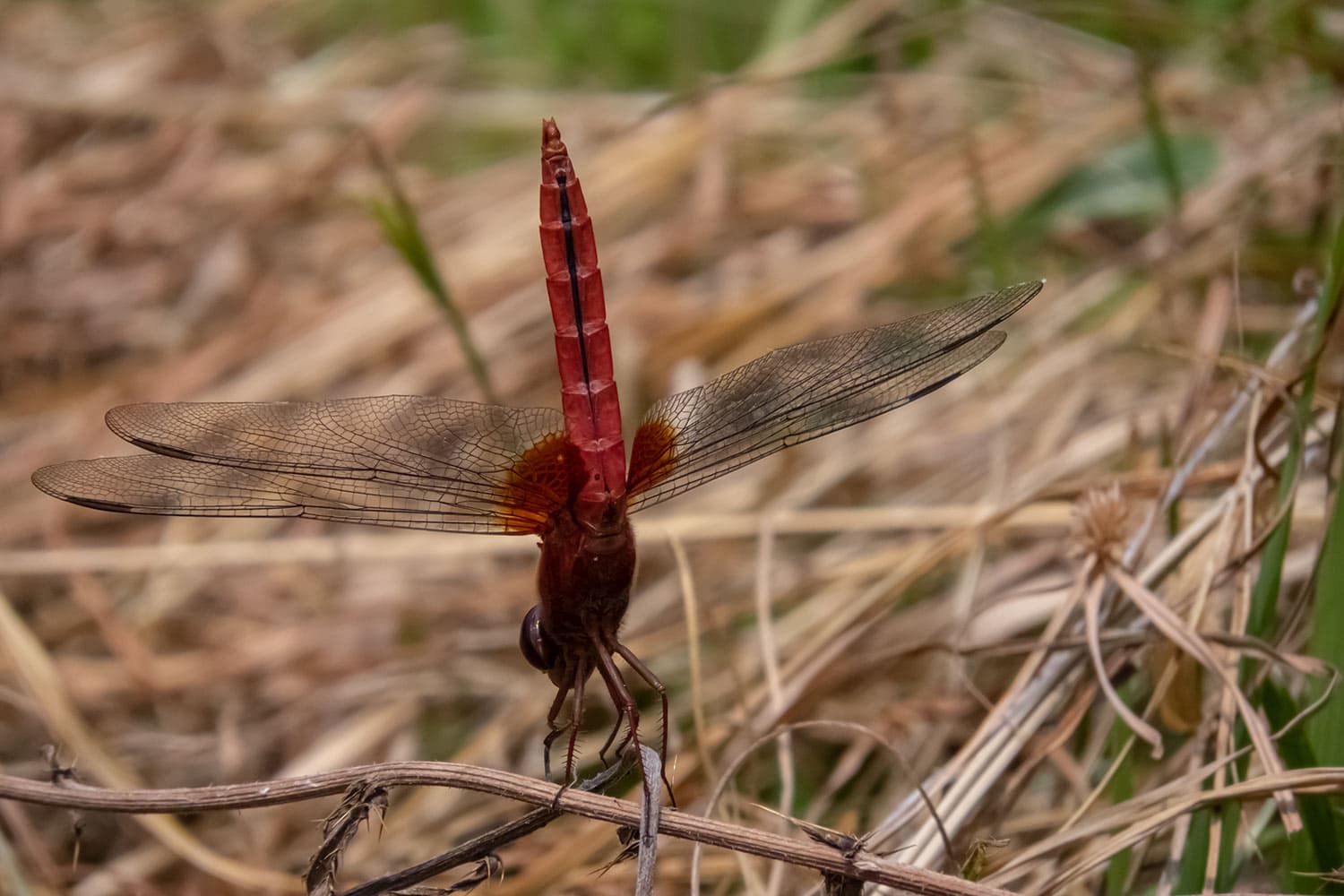 ショウジョウトンボ | Crocothemis servilia mariannae