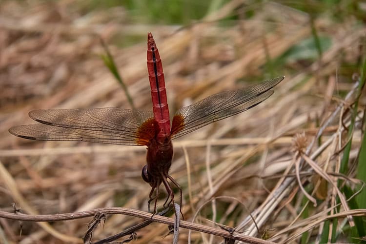 Crocothemis servilia mariannae | ショウジョウトンボ