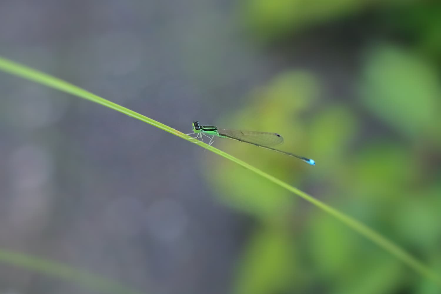 アオイトトンボ | Lestes sponsa