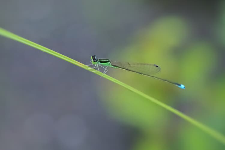 Lestes sponsa  | アオイトトンボ