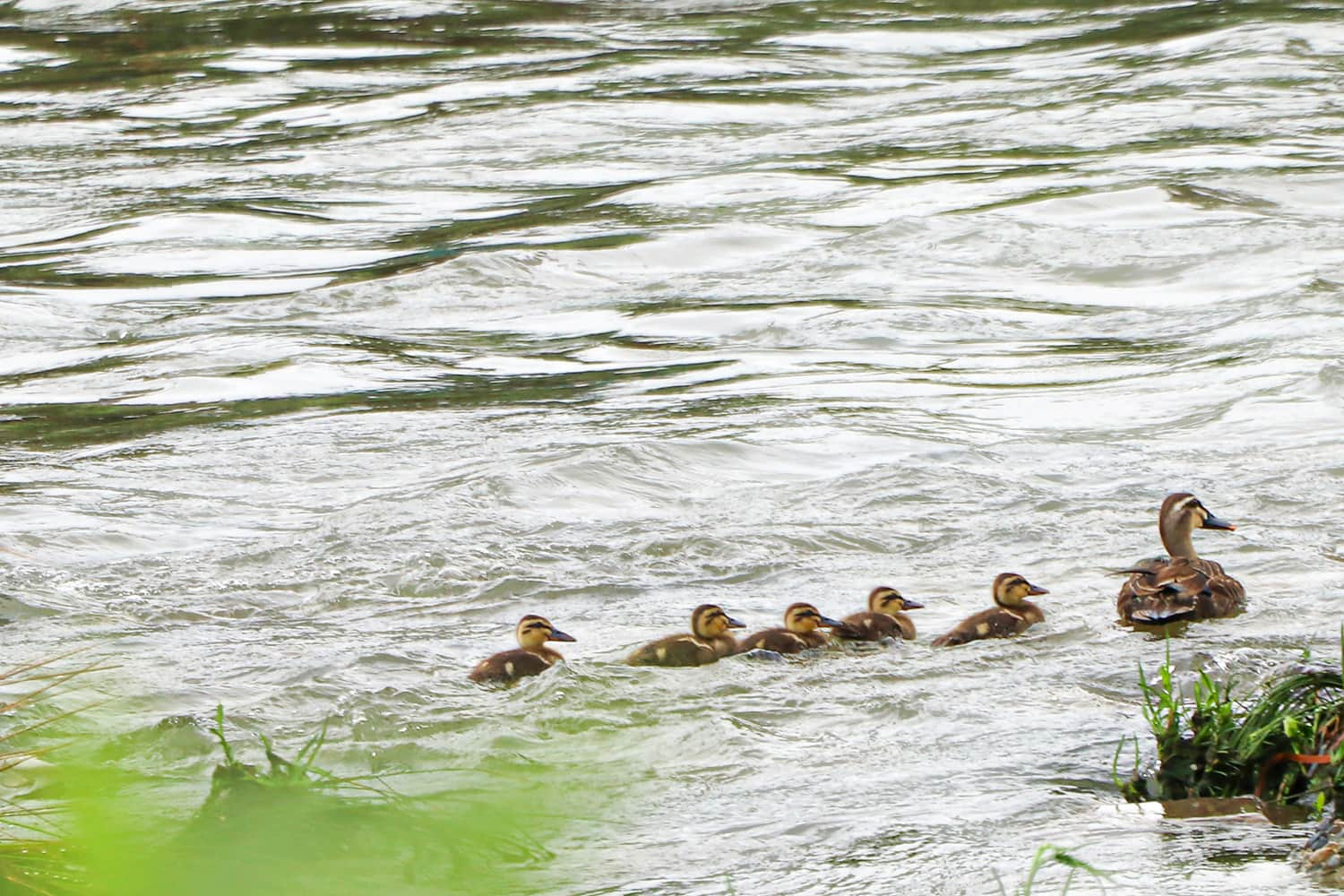 spot‐billed duck | カルガモの親子