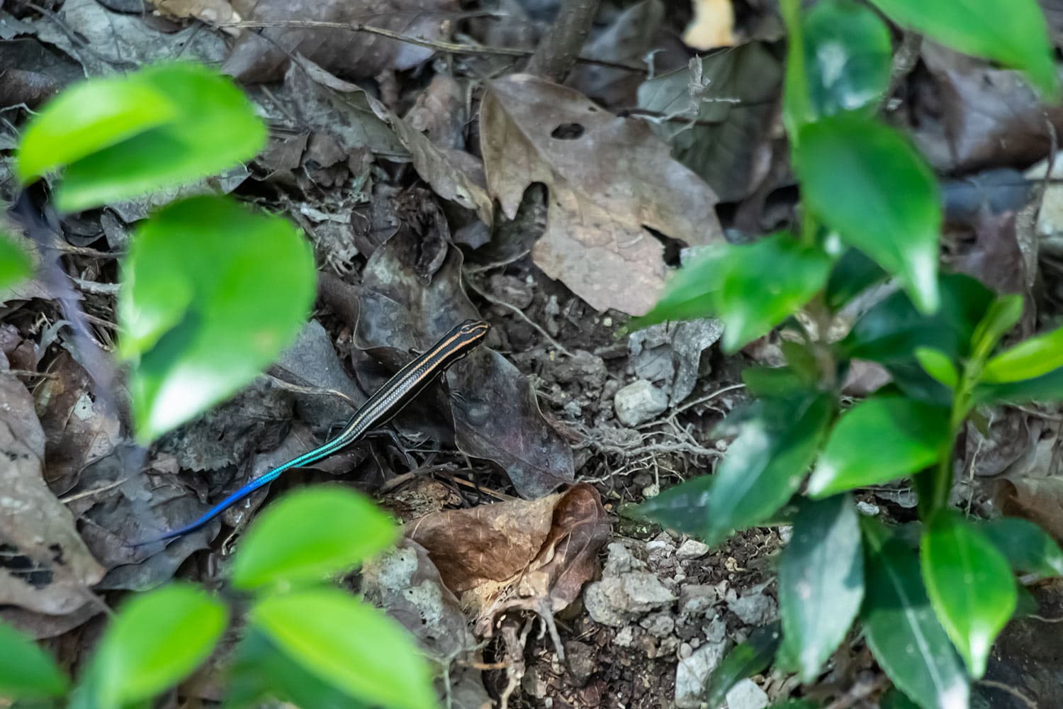 ニホントカゲ | Lizard | Plestiodon japonicus