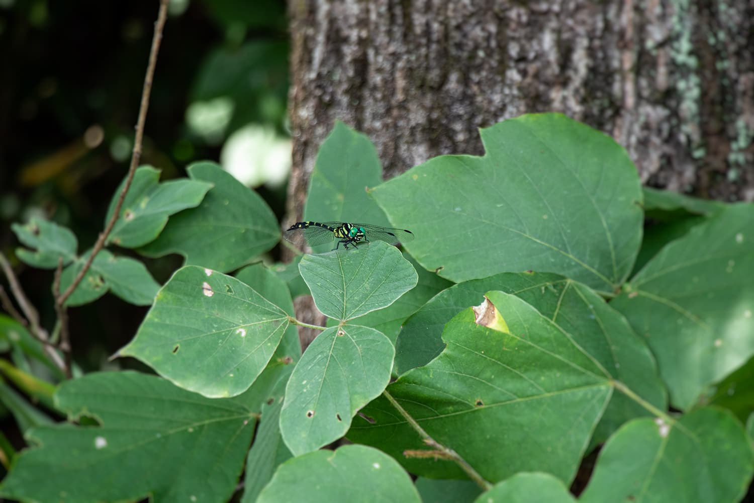 オナガサナエ | Melligomphus viridicostus