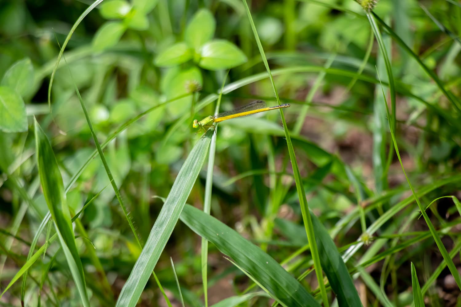 キイトトンボ | Ceriagrion melanurum