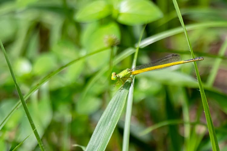 Ceriagrion melanurum | キイトトンボ