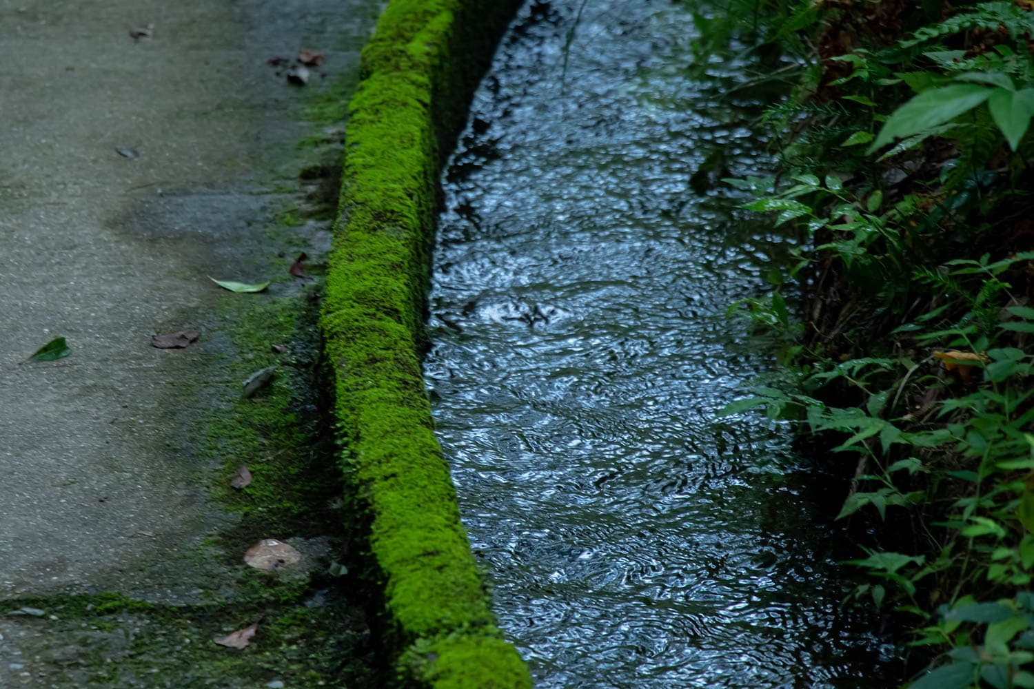 散策路と水路