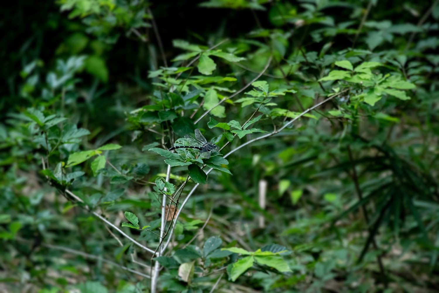 コオニヤンマ | Sieboldius albardae Sélys