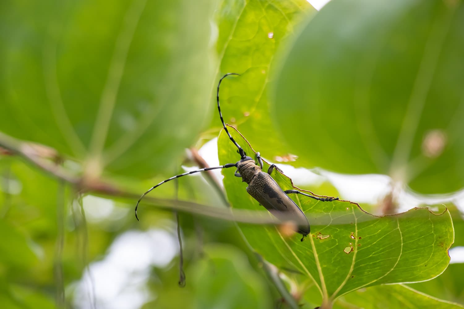 Apriona japonica Thomson | クワカミキリ