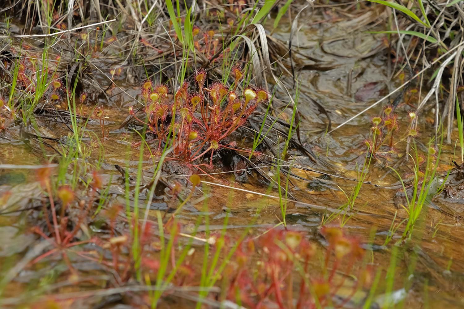 モウセンゴケ | Drosera rotundifolia L.