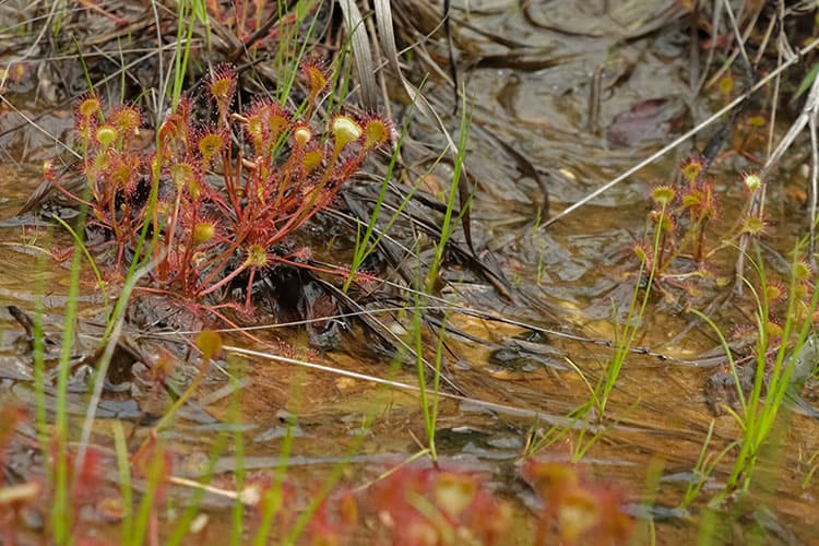 Drosera rotundifolia L. | モウセンゴケ